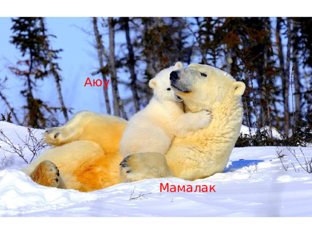 Аюу Мамалак 