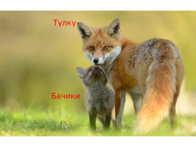 Түлкү  Бачики 