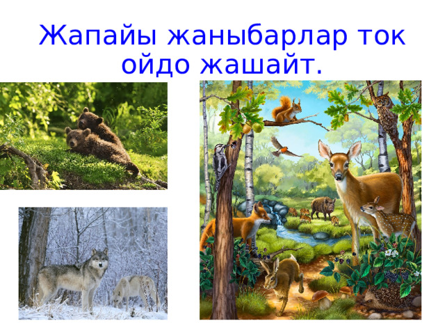 Жапайы жаныбарлар токойдо жашайт. 