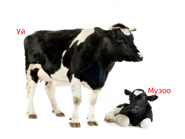 Уй Музоо 