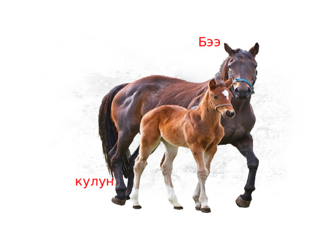 Бээ кулун 