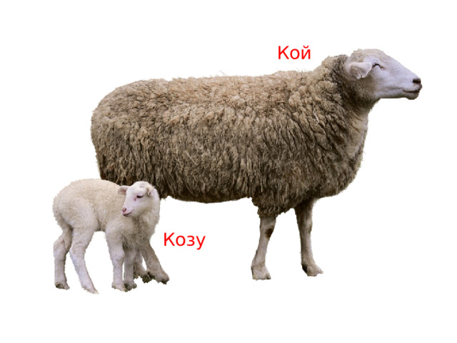 Кой Козу 