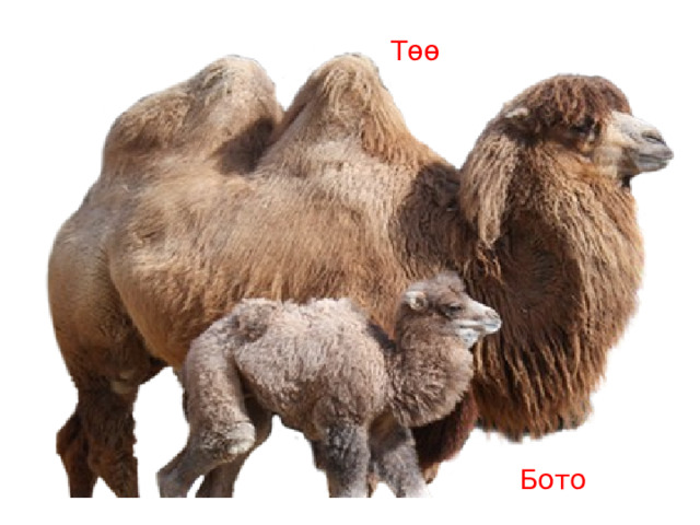Төө Бото 