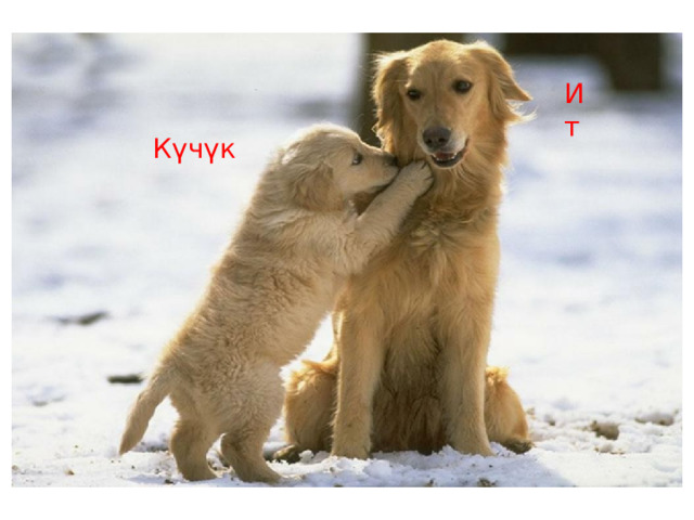 Ит Күчүк 