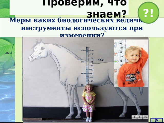 Проверим, что знаем? ?! Меры каких биологических величин и инструменты используются при измерении? 1 