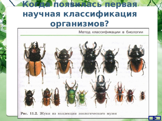  Когда появилась первая научная классификация организмов? 