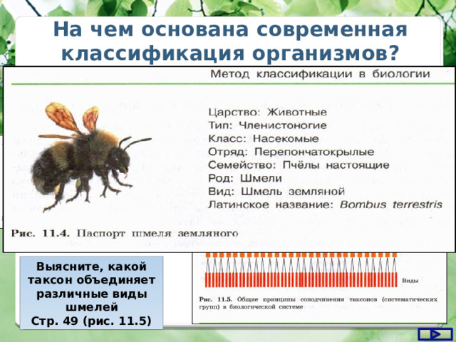 На чем основана современная классификация организмов? Выясните, какой таксон объединяет различные виды шмелей Стр. 49 (рис. 11.5) 