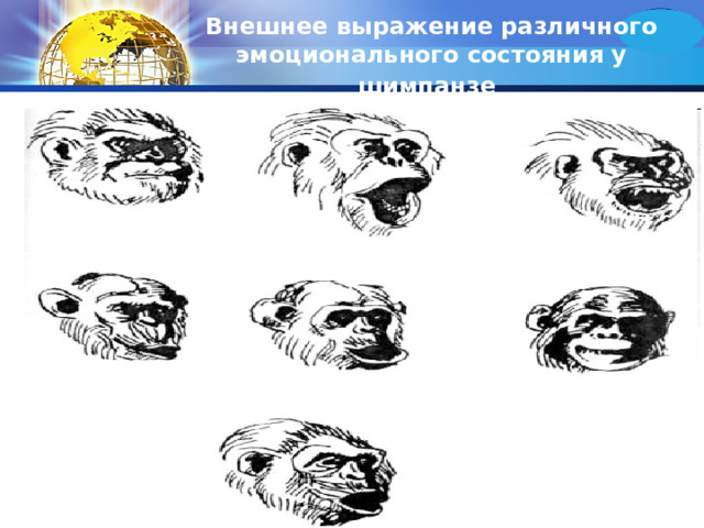 Внешнее выражение различного эмоционального состояния у шимпанзе  