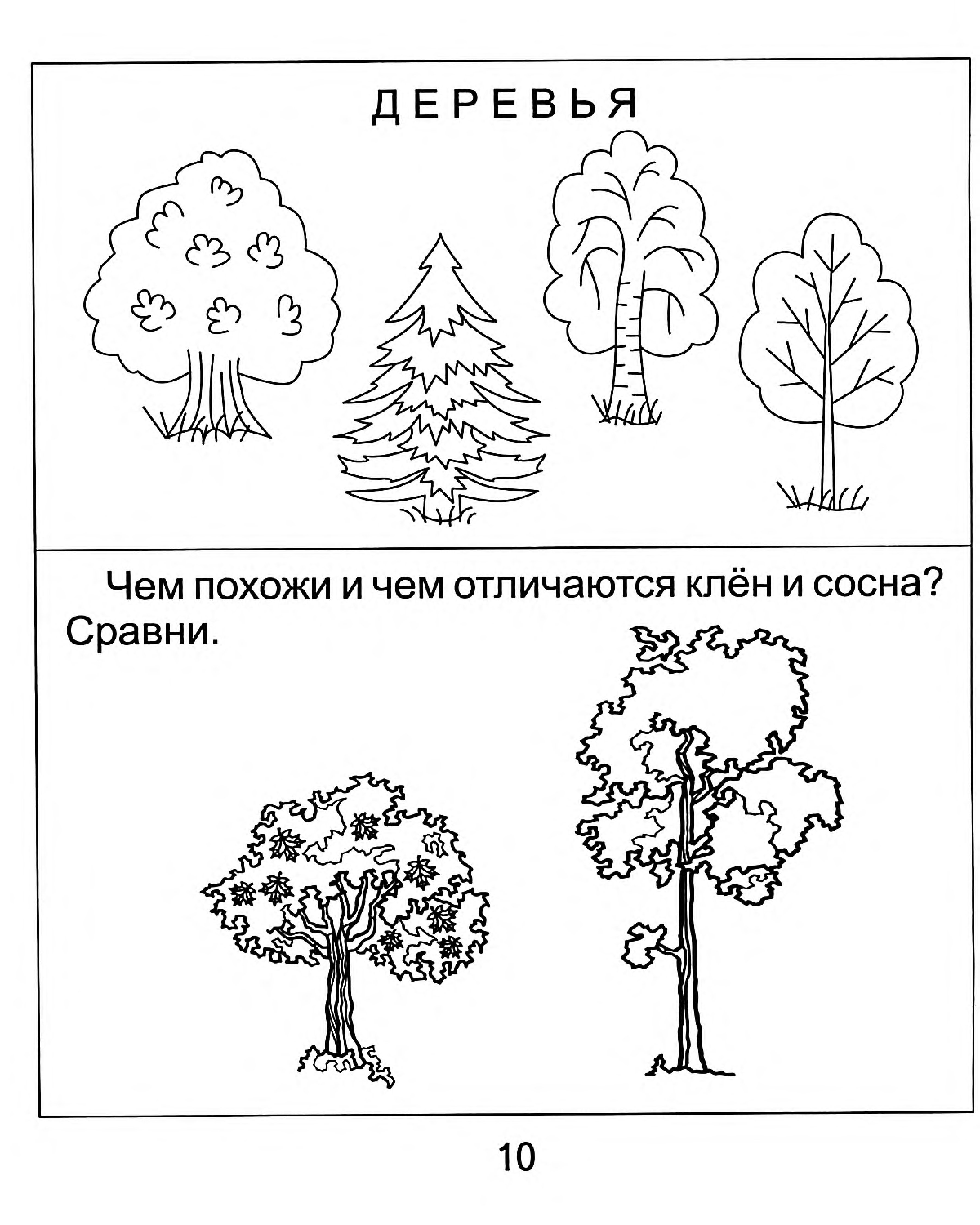 Деревья и кустарники задания для дошкольников