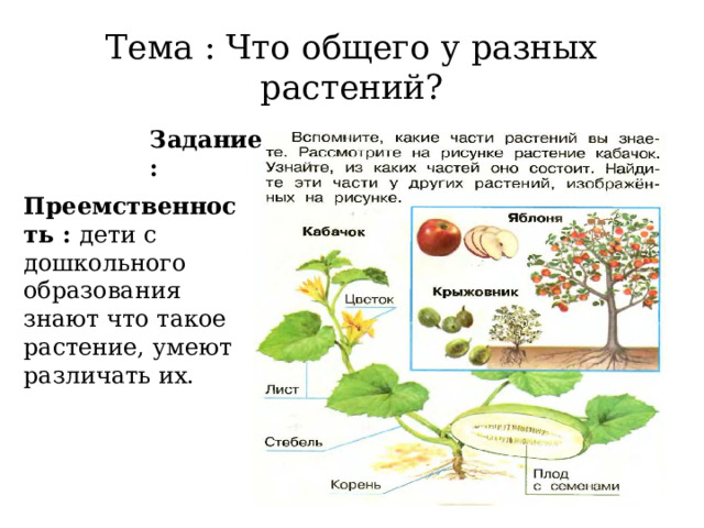 Тема : Что общего у разных растений? Задание : Преемственность : дети с дошкольного образования знают что такое растение, умеют различать их. 