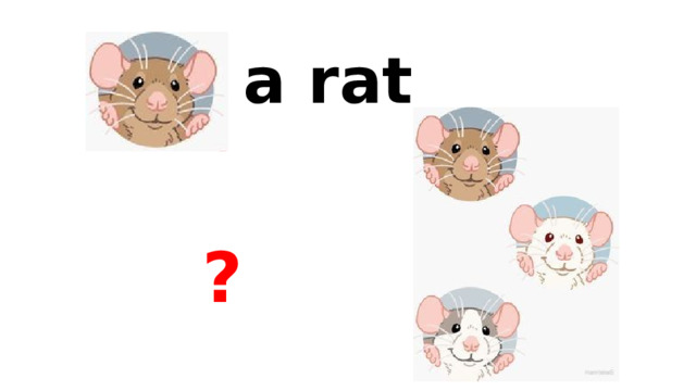 a rat ? 