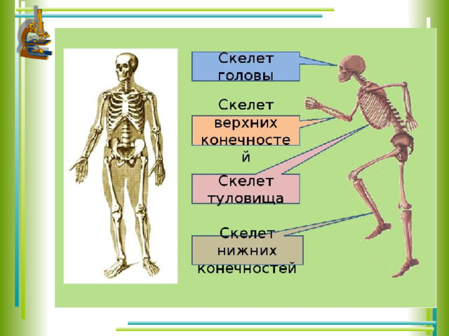 Скелет человека для детей в картинках для дошкольников