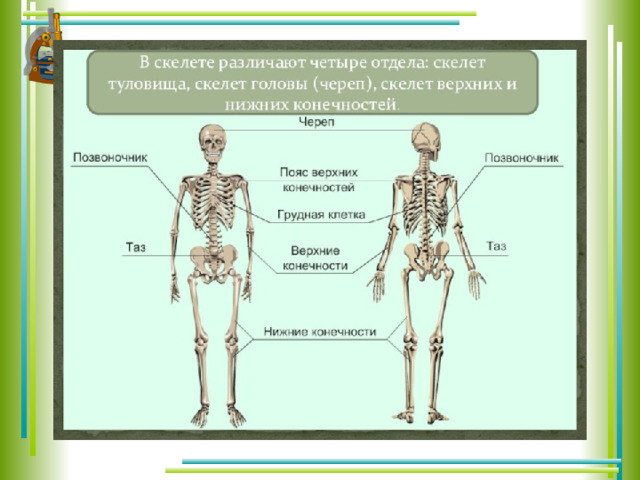 Проект кости человека