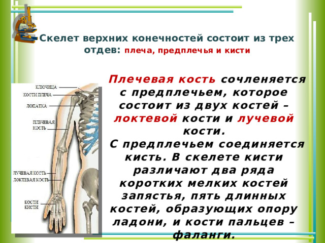 Скелет верхних конечностей состоит из трех отдев: плеча, предплечья и кисти   Плечевая кость сочленяется с предплечьем, которое состоит из двух костей – локтевой кости и лучевой кости. С предплечьем соединяется кисть. В скелете кисти различают два ряда коротких мелких костей запястья, пять длинных костей, образующих опору ладони, и кости пальцев – фаланги. 
