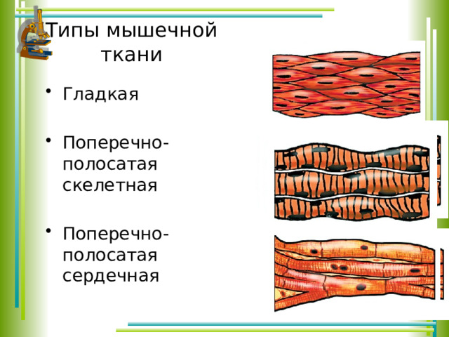 Типы мышечной ткани Гладкая Поперечно-полосатая скелетная Поперечно-полосатая сердечная 