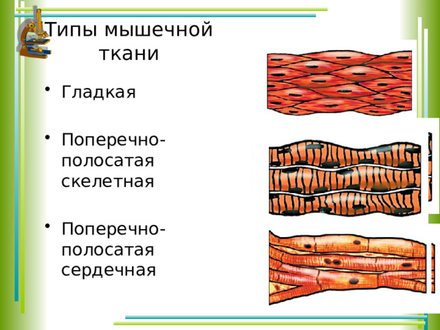 Медленно сокращается поперечно полосатая мышечная ткань