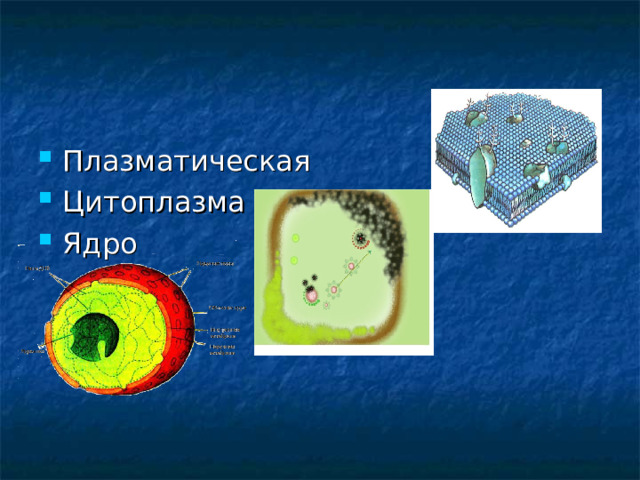 Плазматическая Цитоплазма Ядро 