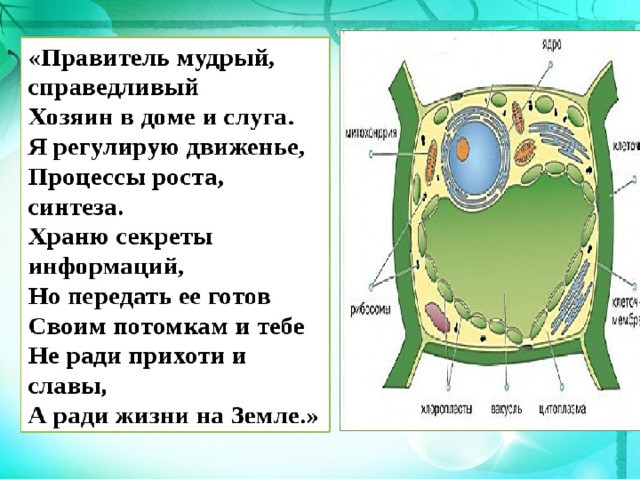 Технологическая карта урока строение клетки 5 класс фгос пасечник