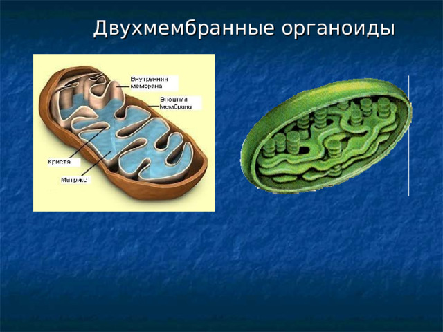  Двухмембранные органоиды 