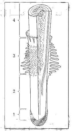 Рассмотрите рисунок корня растения какая зона корня обозначена на рисунке цифрой 1