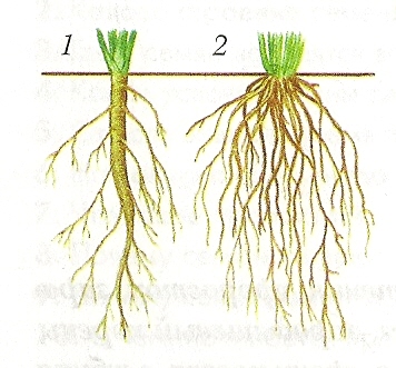 Какие типы корневых систем изображены на рисунках а и б как называются органы