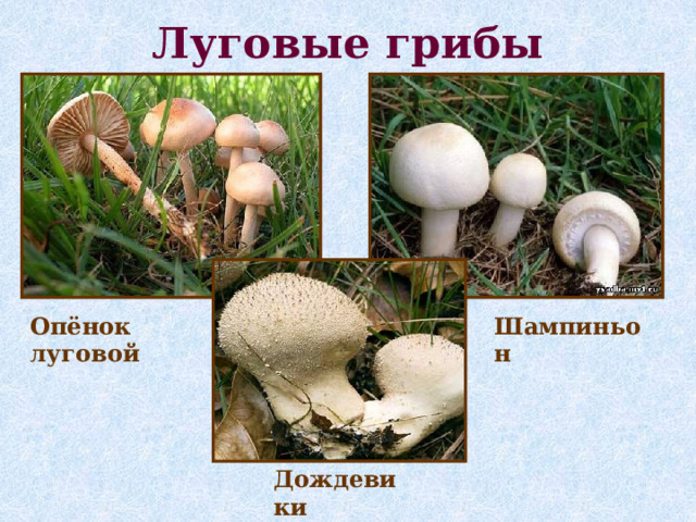 Луговые грибы Опёнок луговой Шампиньон  Дождевики 