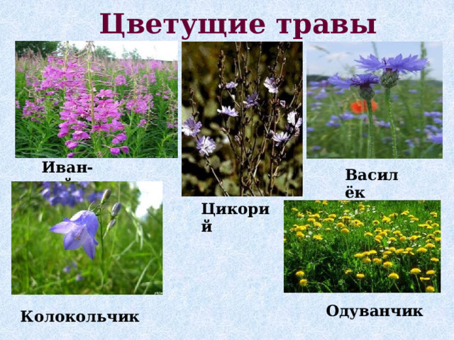 Цветущие травы Иван-чай Василёк Цикорий Одуванчик Колокольчик  