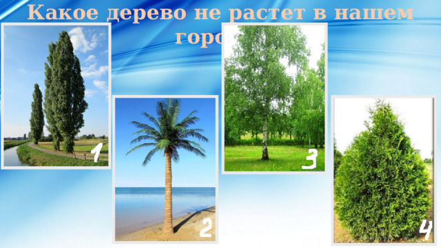 Какое дерево не растет в нашем городе? 