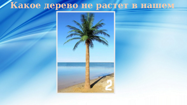 Какое дерево не растет в нашем городе? 