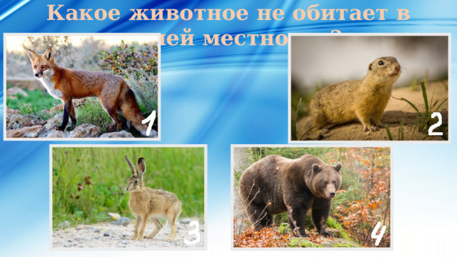 Какое животное не обитает в нашей местности? 