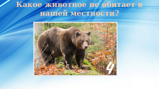 Какое животное не обитает в нашей местности? 
