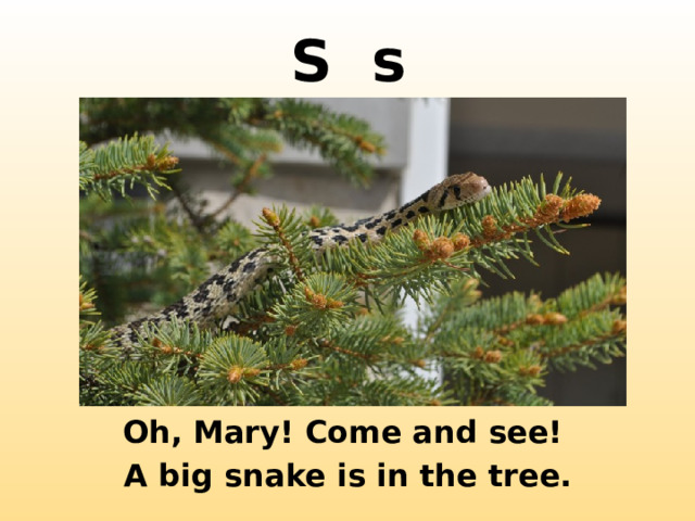 S s http://2.bp.blogspot.com/-ssDaXYTRy10/TefWlq2ewRI/AAAAAAAAGLc/KyQN_46FIFs/s1600/DSC_1619.jpg Oh, Mary! Come and see!  A big snake is in the tree.  