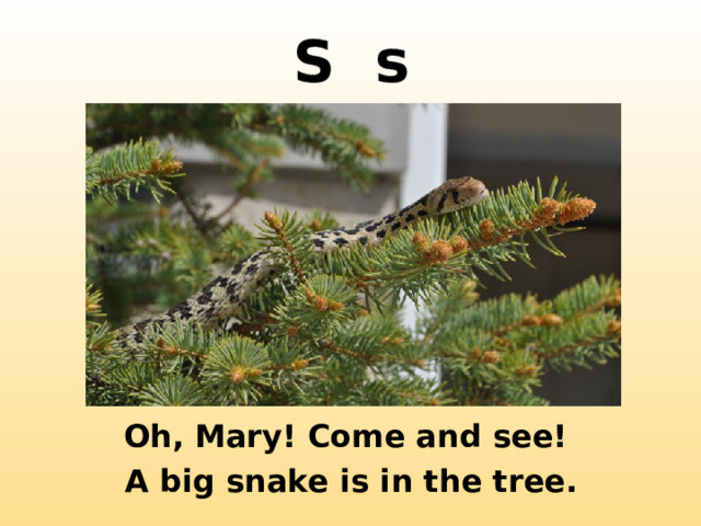 S s http://2.bp.blogspot.com/-ssDaXYTRy10/TefWlq2ewRI/AAAAAAAAGLc/KyQN_46FIFs/s1600/DSC_1619.jpg Oh, Mary! Come and see!  A big snake is in the tree.  