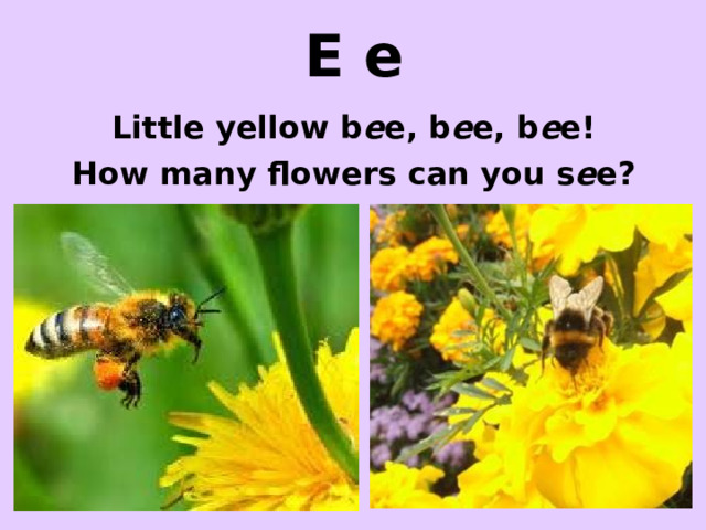 E e Little yellow b e e, b e e, b e e! How many flowers can you s e e? http://www.positivepins.com/big/motiv174.jpg http://t0.gstatic.com/images?q=tbn:ANd9GcS4tjK0QT-5ub8wLxbU2-MevmB0F1lu6pjIDpqBkaTFqA58uCaTUx3pg7bscQ http://farm4.static.flickr.com/3029/2570634088_d4c0812c3a.jpg  