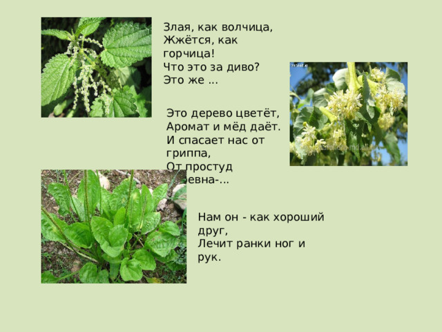 Нам он - как хороший друг,  Лечит ранки ног и рук. Злая, как волчица,  Жжётся, как горчица!  Что это за диво?  Это же ...   Это дерево цветёт,  Аромат и мёд даёт.  И спасает нас от гриппа,  От простуд царевна-... 