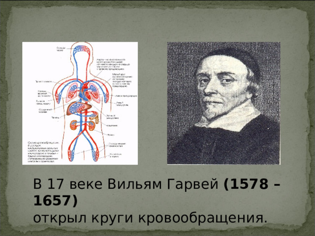В 17 веке Вильям Гарвей (1578 – 1657) открыл круги кровообращения. 