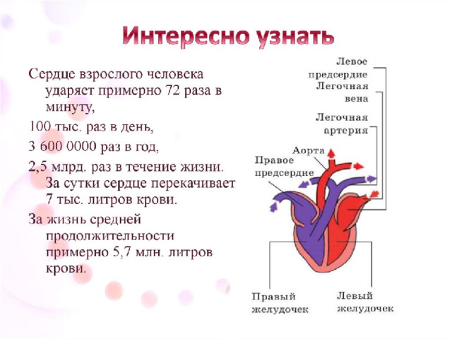 9  слайд Движение крови внутри сердца Образовательный портал Мой университет - www.moi-univtrsitet.ru факультет 