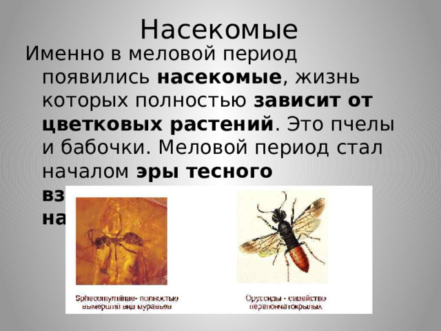 Насекомые Именно в меловой период появились насекомые , жизнь которых полностью зависит от цветковых растений . Это пчелы и бабочки.  Меловой период стал началом эры тесного взаимодействия растений и насекомых.   