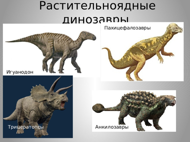 Растительноядные динозавры Пахицефалозавры  Игуанодон Трицератопсы  Анкилозавры  