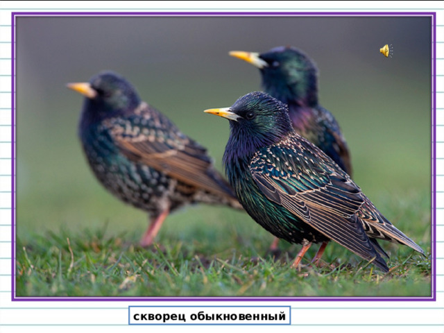 Оперение скворца уникально красиво, его трудно спутать с какой-либо другой птицей. Оперение черное, с металлическим блеском. Присмотревшись можно увидеть красноватый, фиолетовый и зеленоватый отливы в оперении.  скворец обыкновенный  