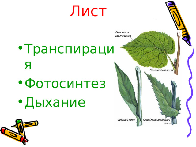 Лист   Транспирация Фотосинтез Дыхание  