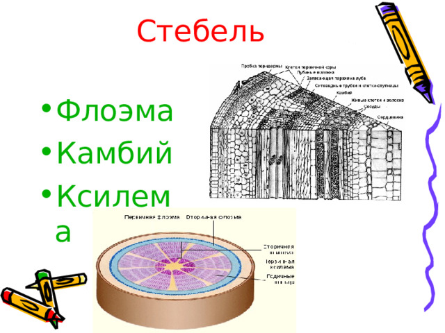 Стебель   Флоэма Камбий Ксилема  