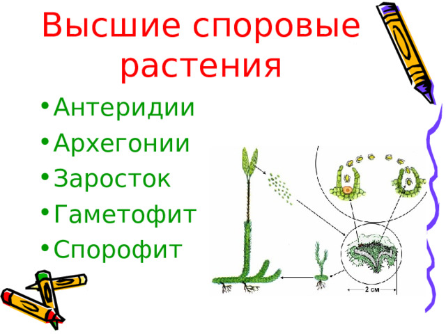 Высшие споровые растения Антеридии Архегонии Заросток Гаметофит Спорофит  