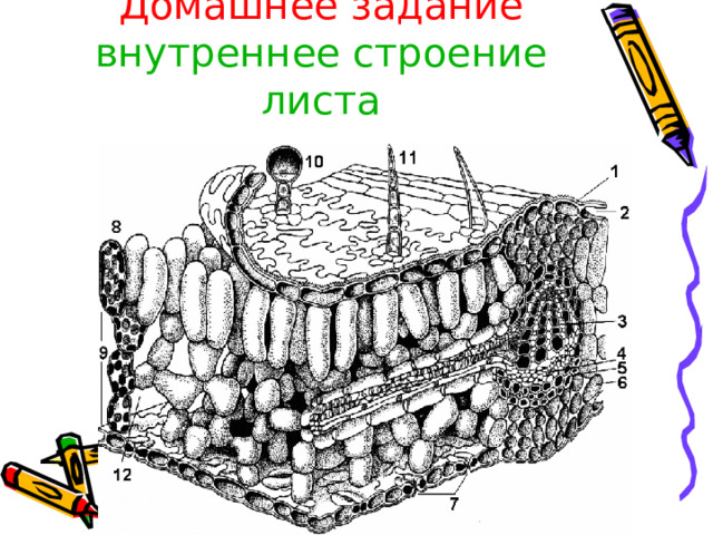 Домашнее задание  внутреннее строение листа 