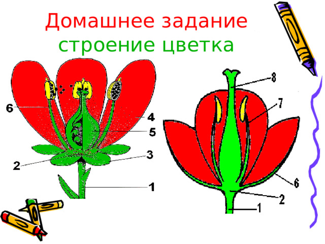 Домашнее задание  строение цветка 