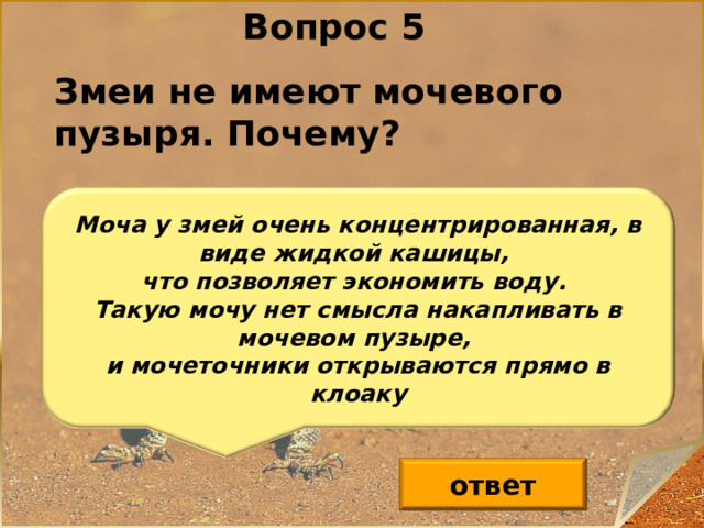 Стул в виде кашицы у взрослого