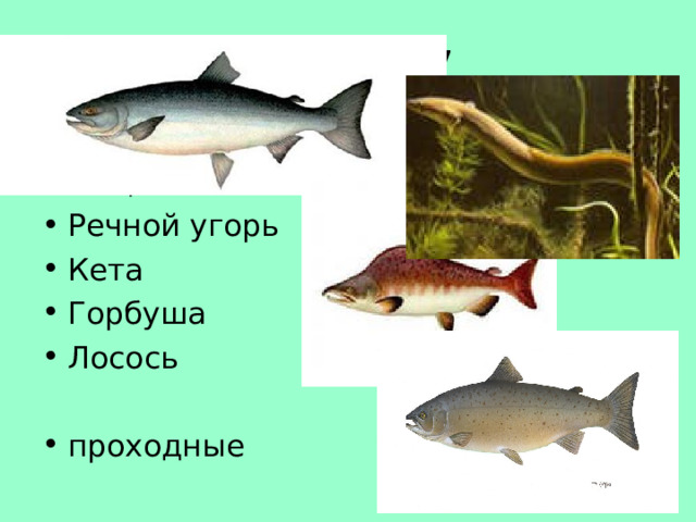 Поясните каких рыб называют проходными приведите примеры