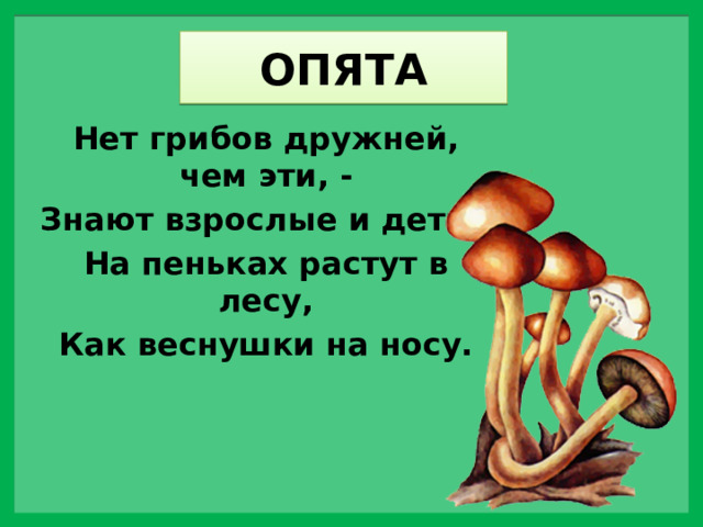 ОПЯТА Нет грибов дружней, чем эти, - Знают взрослые и дети - На пеньках растут в лесу, Как веснушки на носу. 