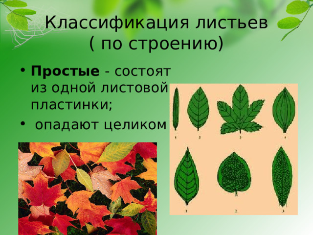 Классификация листьев  ( по строению) Простые - состоят из одной листовой пластинки;  опадают целиком 