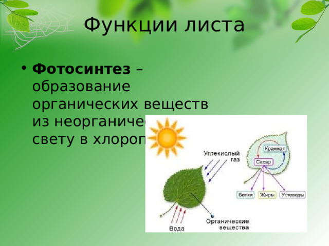 Функции листа Фотосинтез – образование органических веществ из неорганических на свету в хлоропластах 